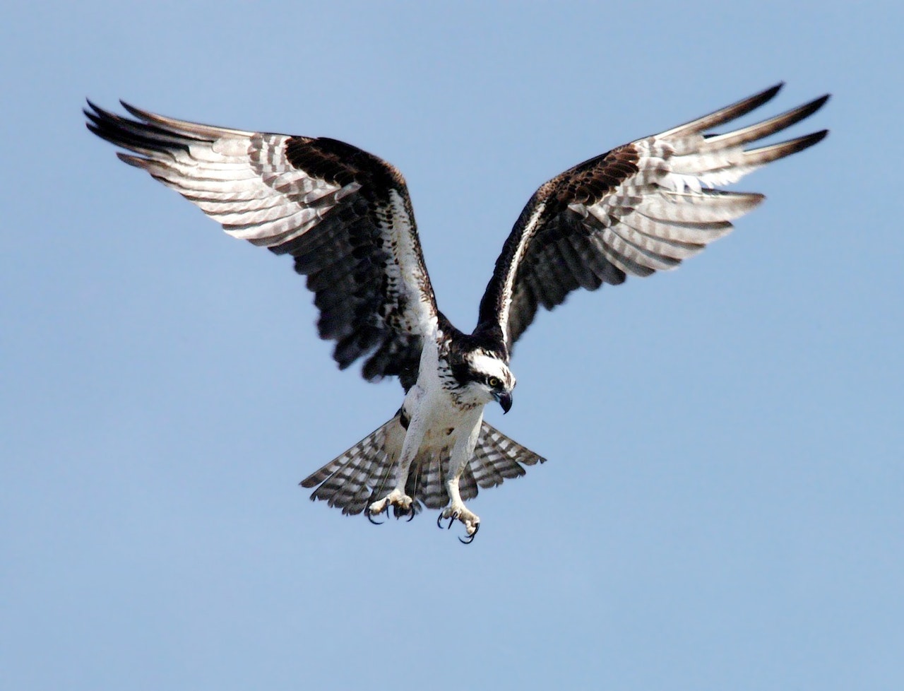 fly